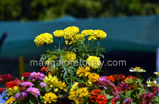 Flower show in Kadri park